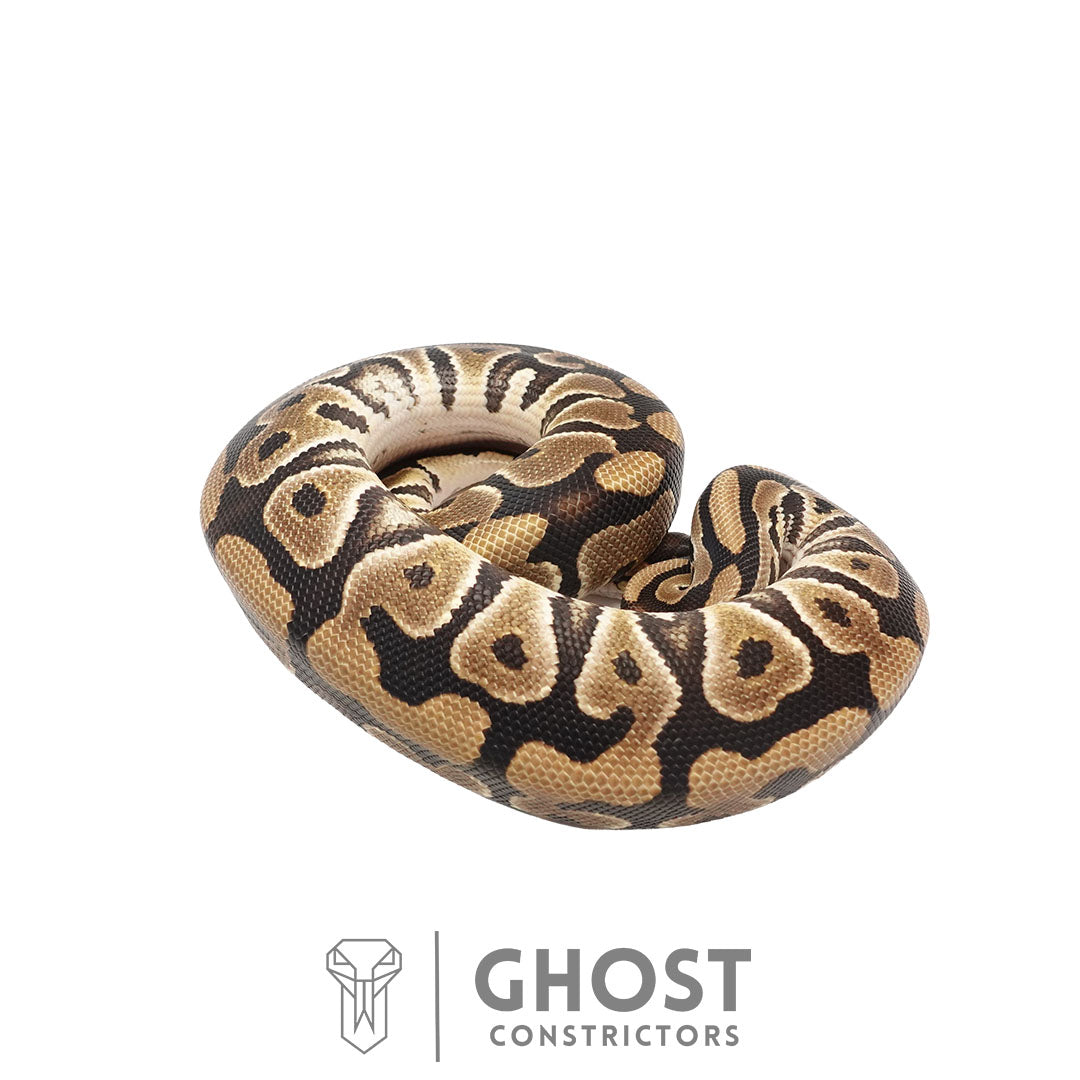 Het Clown Het Cryptic Male | 50% Het DG & Genetic Stripe