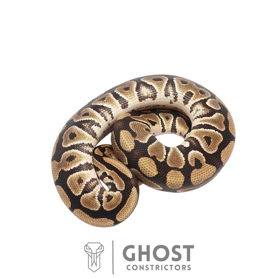 Het Clown Het Cryptic Male | 50% Het DG & Genetic Stripe