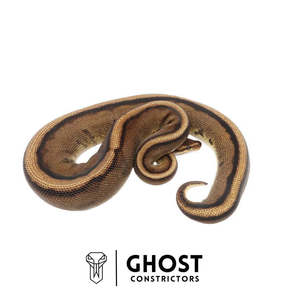 Genetic Stripe Female | 50% Het DG, Clown & Cryptic
