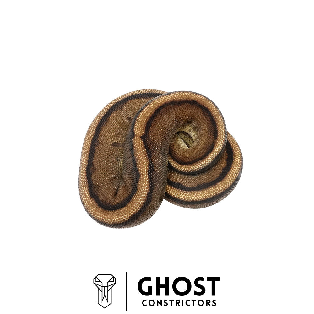 Genetic Stripe Female | 50% Het DG, Clown & Cryptic