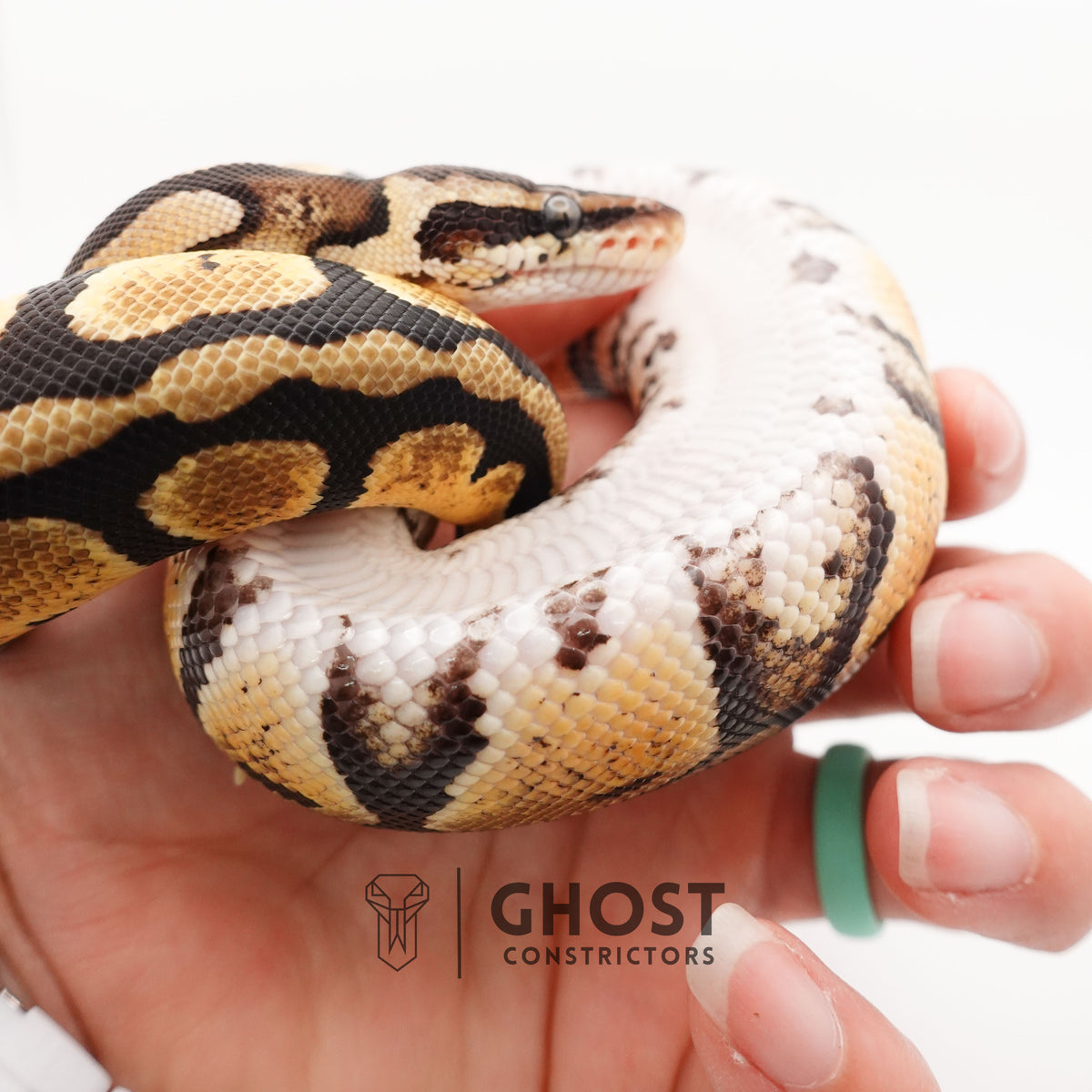Mystic Ball Python — Female, 2024 hatch, captive-bred by Ghost Constrictors