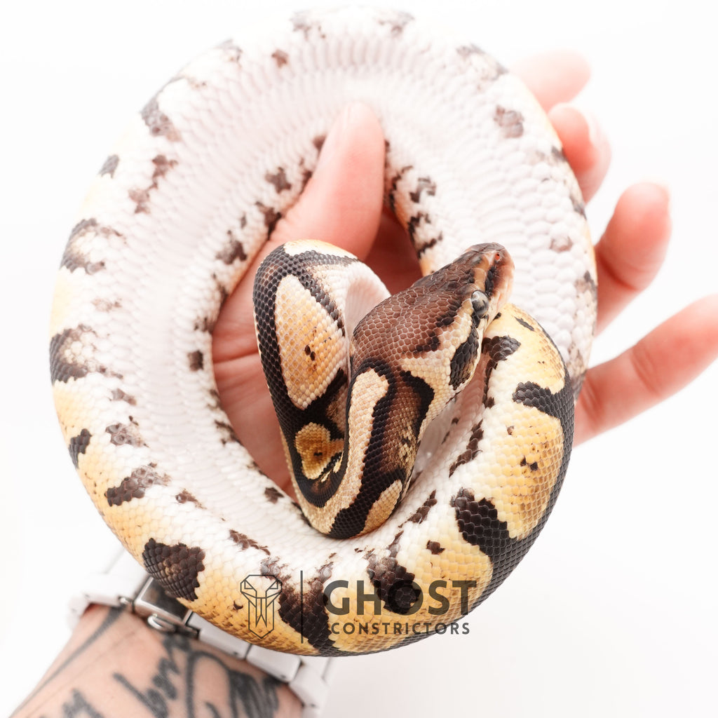 Mystic Ball Python — Female, 2024 hatch, captive-bred by Ghost Constrictors