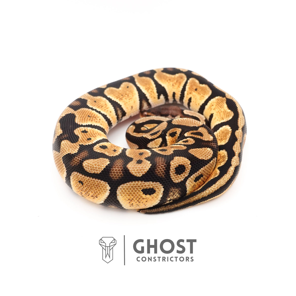 Mystic Ball Python — Female, 2024 hatch, captive-bred by Ghost Constrictors