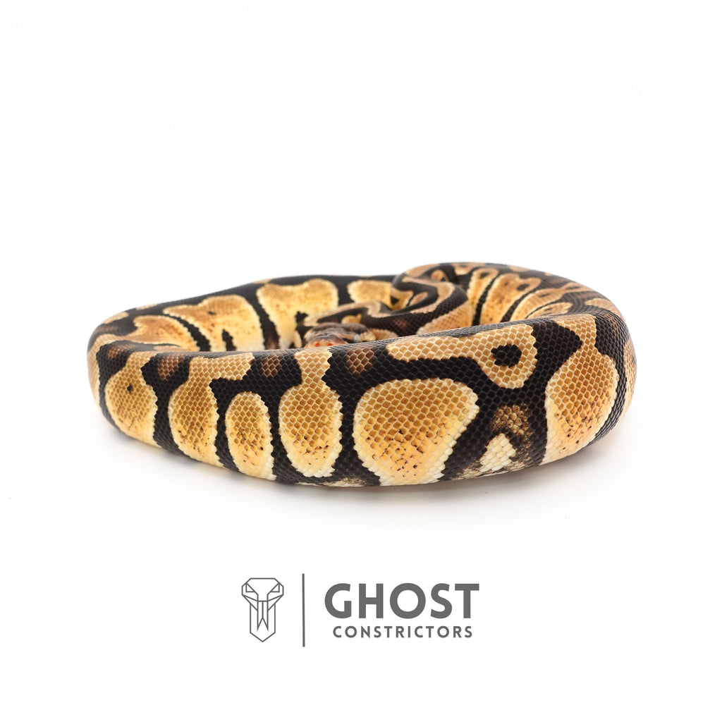 Mystic Ball Python — Female, 2024 hatch, captive-bred by Ghost Constrictors