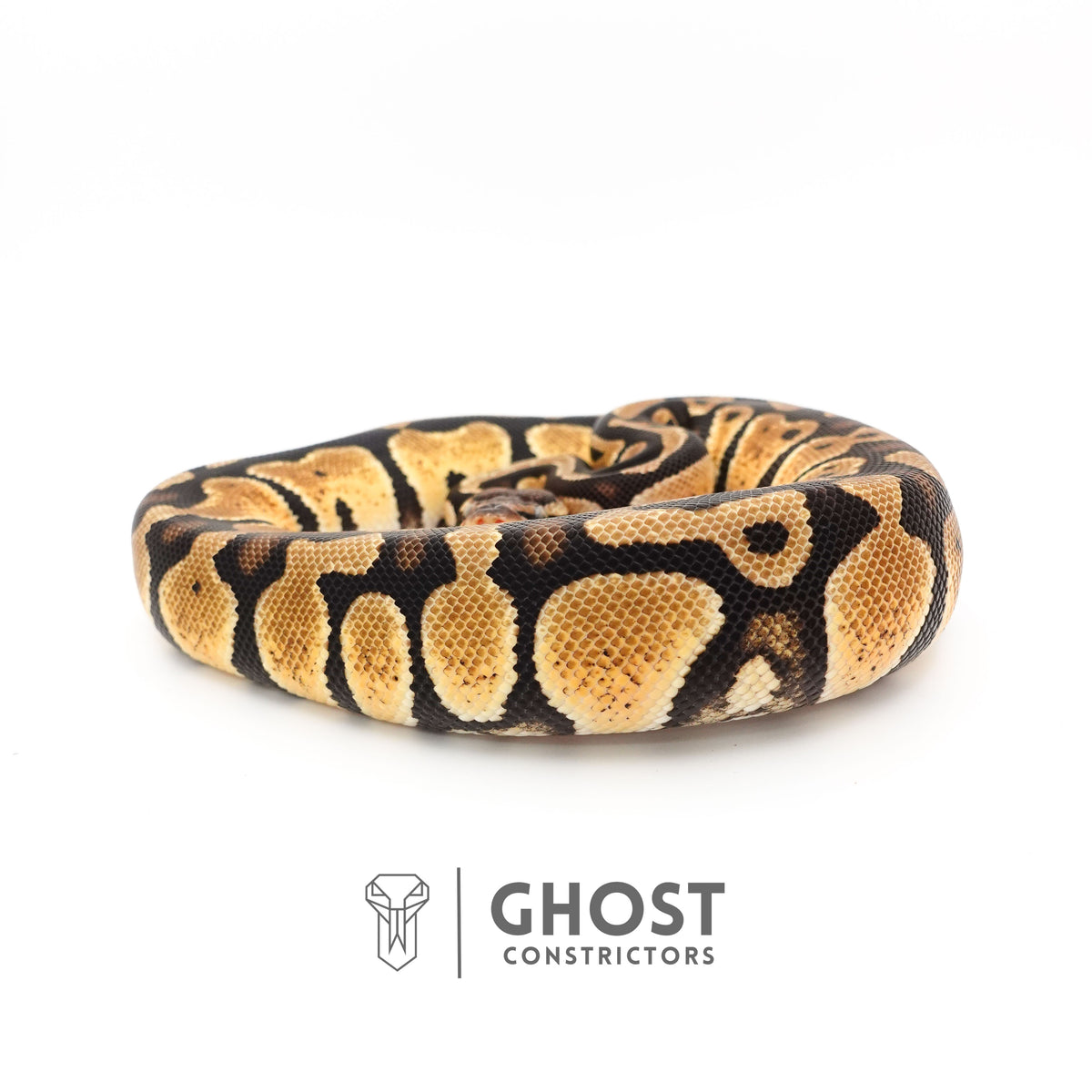 Mystic Ball Python — Female, 2024 hatch, captive-bred by Ghost Constrictors