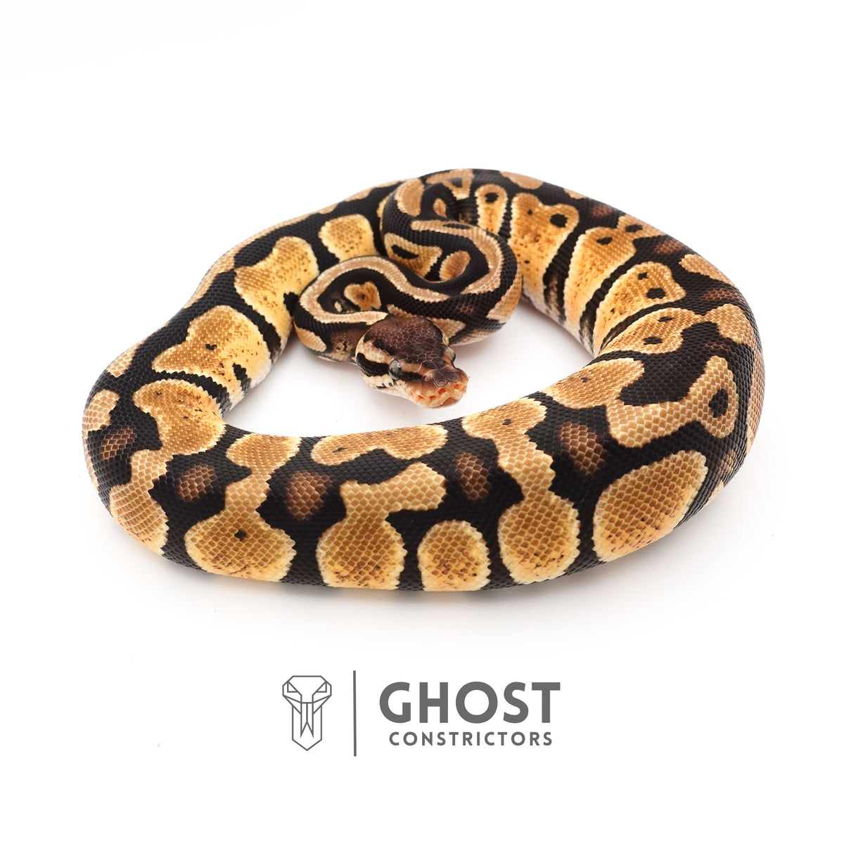 Mystic Ball Python — Female, 2024 hatch, captive-bred by Ghost Constrictors