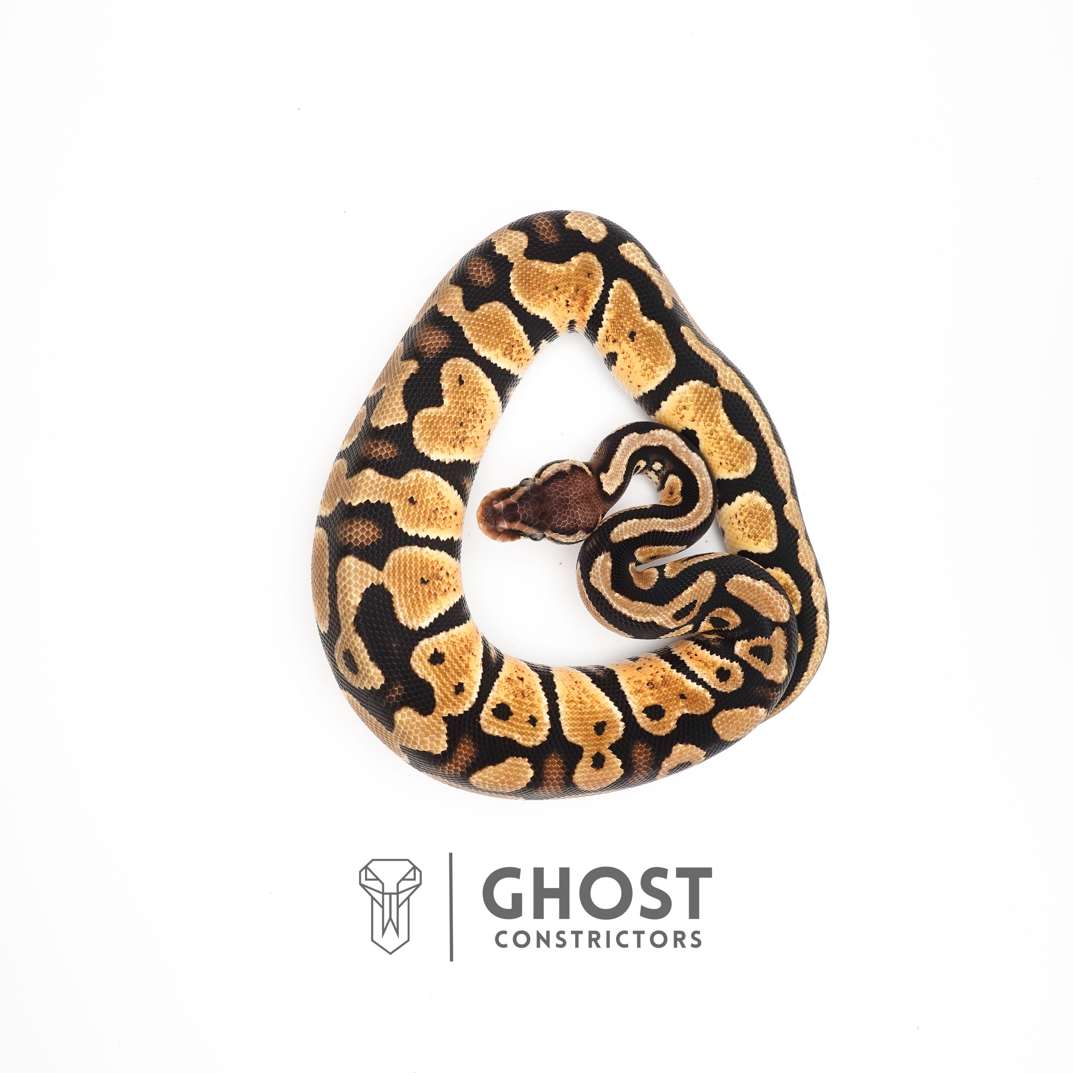 Mystic Ball Python for Sale – Ghost Constrictors