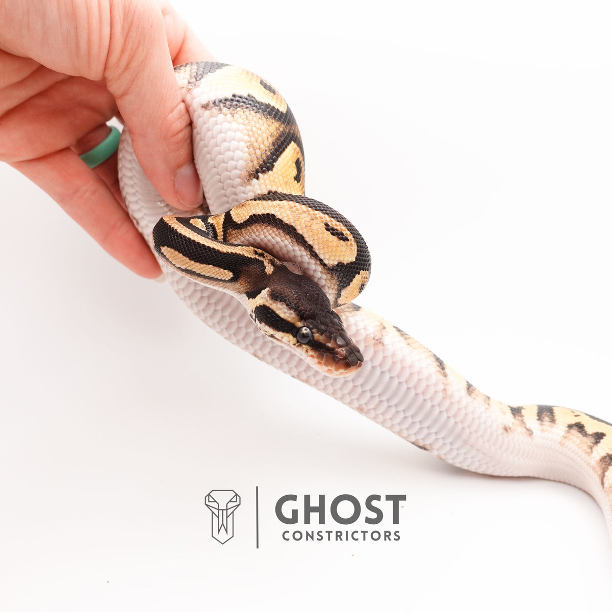 Mystic Blackhead Ball Python — Female, 2024 hatch, captive-bred by Ghost Constrictors