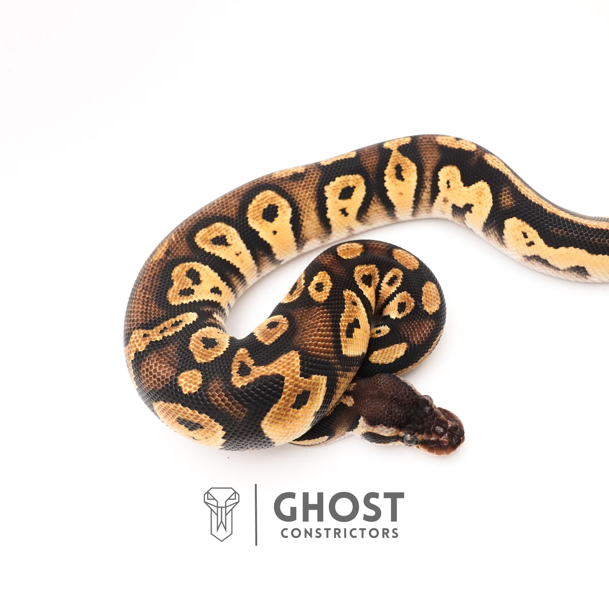 Mystic Blackhead Ball Python — Female, 2024 hatch, captive-bred by Ghost Constrictors