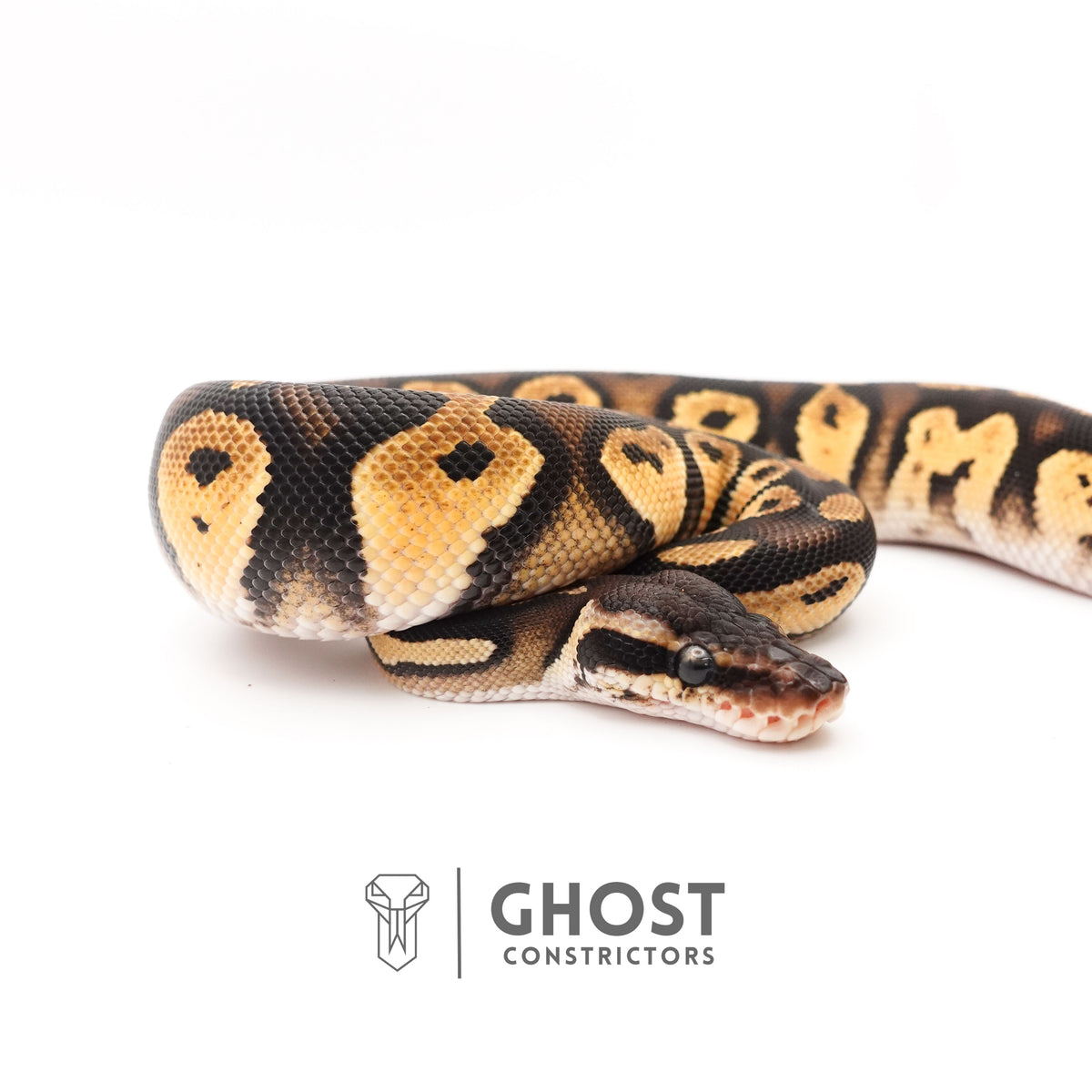Mystic Blackhead Ball Python — Female, 2024 hatch, captive-bred by Ghost Constrictors
