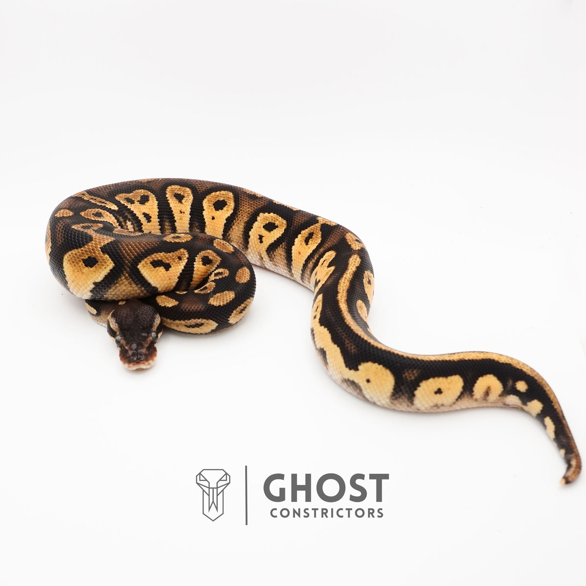Mystic Blackhead Ball Python — Female, 2024 hatch, captive-bred by Ghost Constrictors
