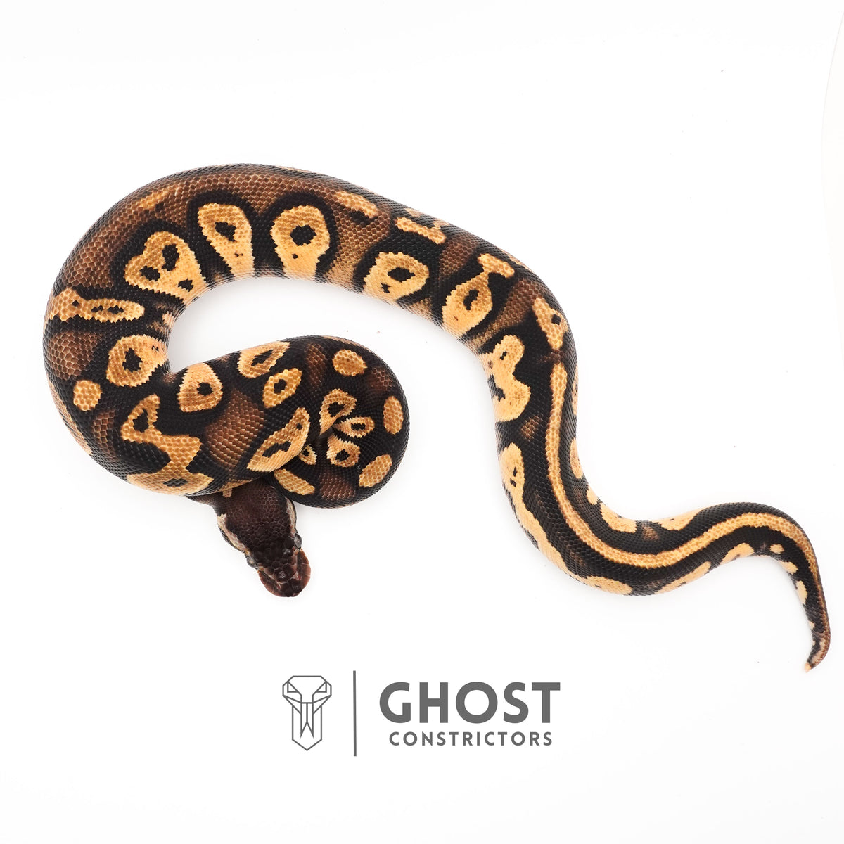 Mystic Blackhead Ball Python — Female, 2024 hatch, captive-bred by Ghost Constrictors