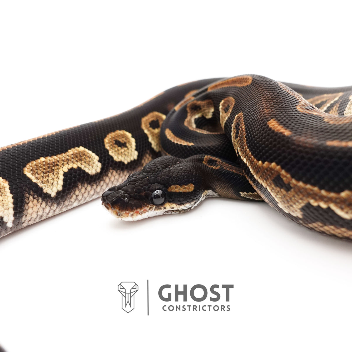 Super Blackhead Ball Python — Female, 2024 hatch, captive-bred by Ghost Constrictors