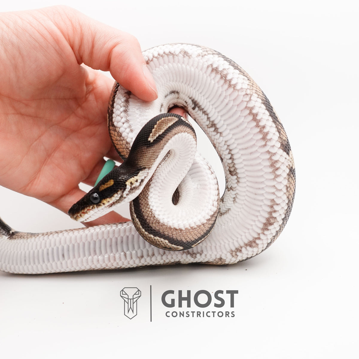Super Blackhead Ball Python — Female, 2024 hatch, captive-bred by Ghost Constrictors