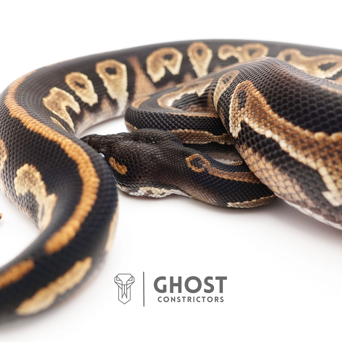 Super Blackhead Ball Python — Female, 2024 hatch, captive-bred by Ghost Constrictors