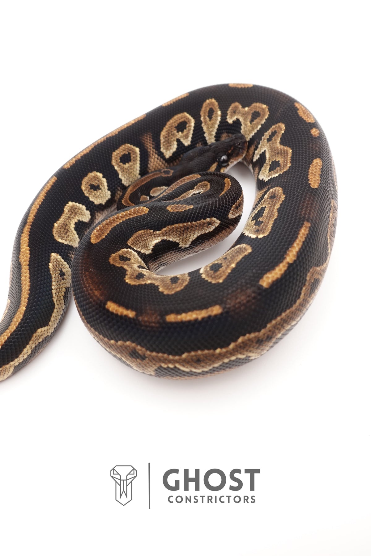 Super Blackhead Ball Python — Female, 2024 hatch, captive-bred by Ghost Constrictors