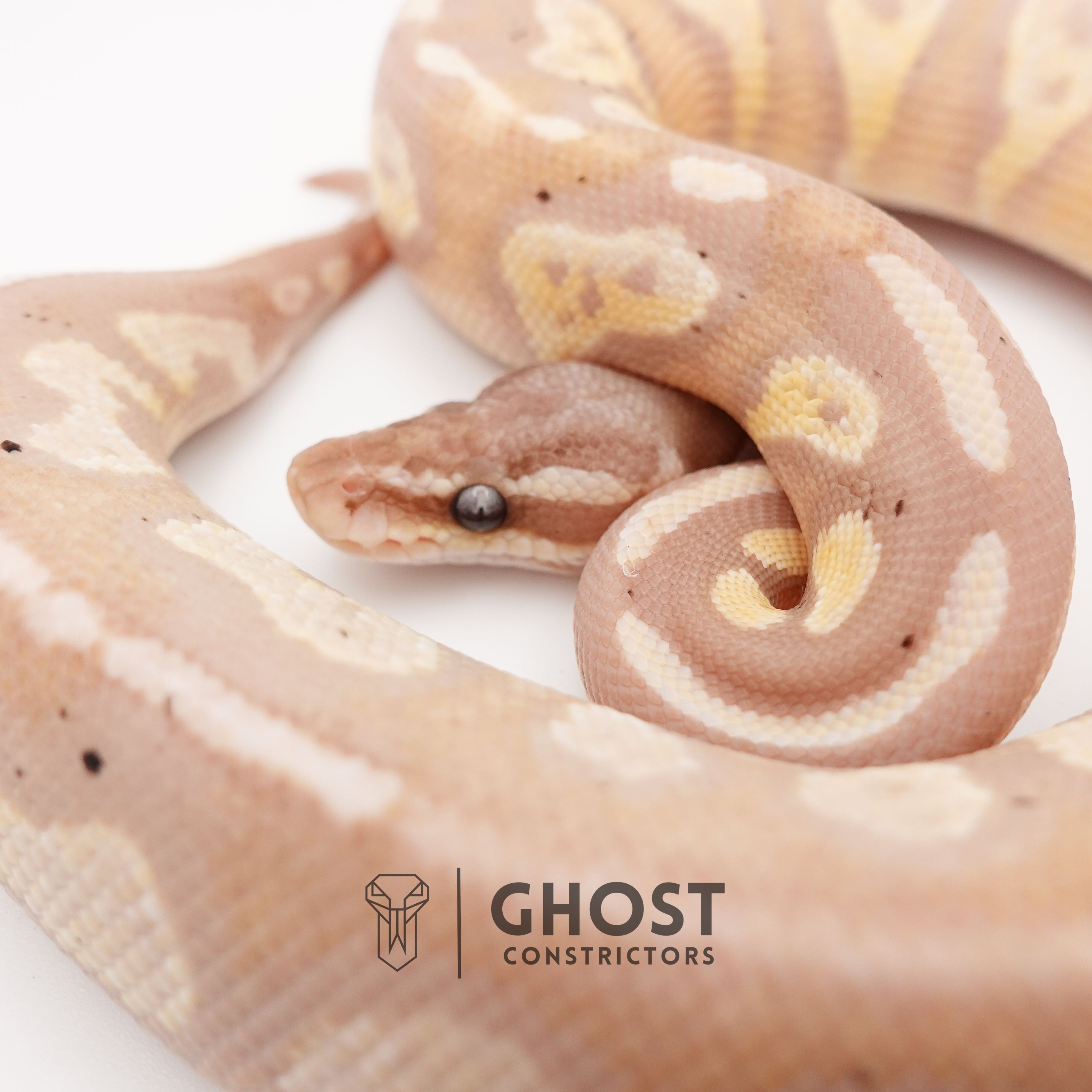 Grim Blackhead Ball Python Banana Possible Blackhead Mystic Ball Python β Ghost Constrictors