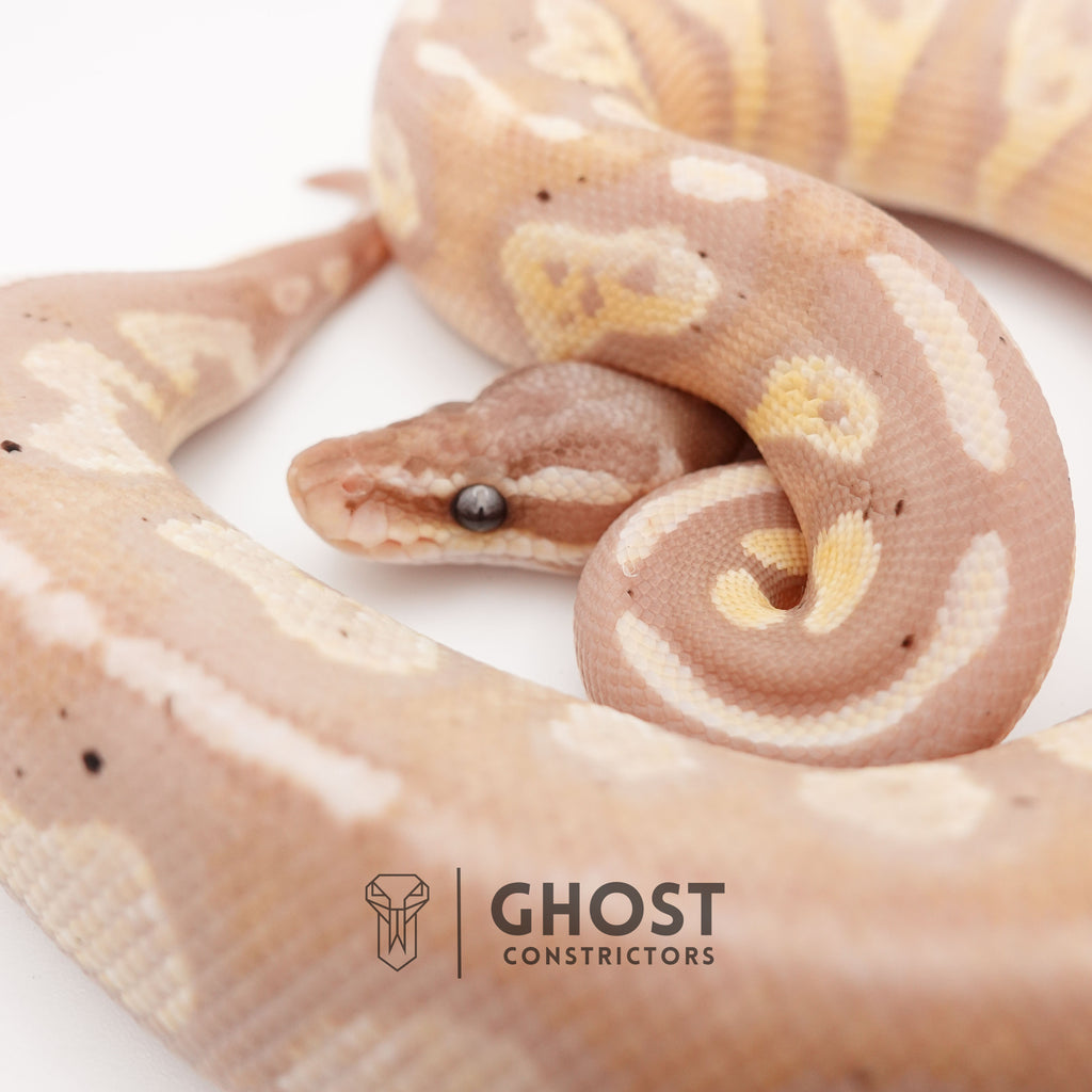 Banana Possible Blackhead Mystic Ball Python — Male, 2024 hatch, captive-bred by Ghost Constrictors