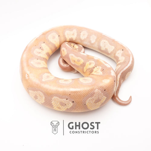 Banana Possible Blackhead Mystic Ball Python — Male, 2024 hatch, captive-bred by Ghost Constrictors