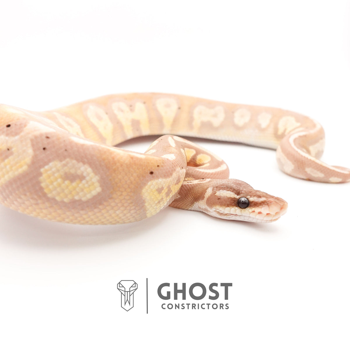 Banana Possible Blackhead Mystic Ball Python — Male, 2024 hatch, captive-bred by Ghost Constrictors