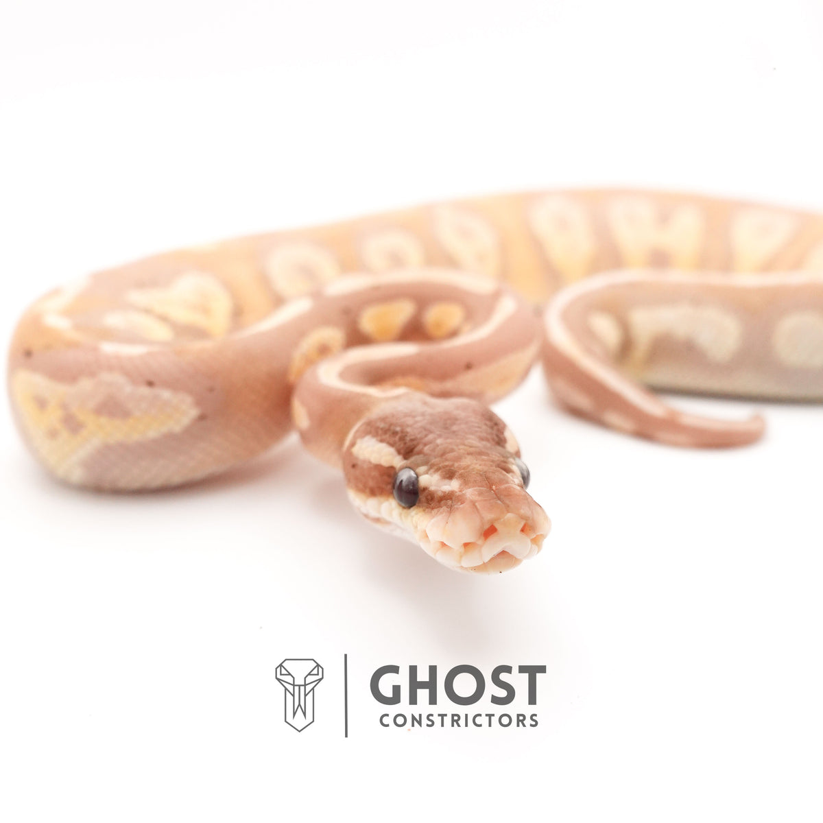 Banana Possible Blackhead Mystic Ball Python — Male, 2024 hatch, captive-bred by Ghost Constrictors