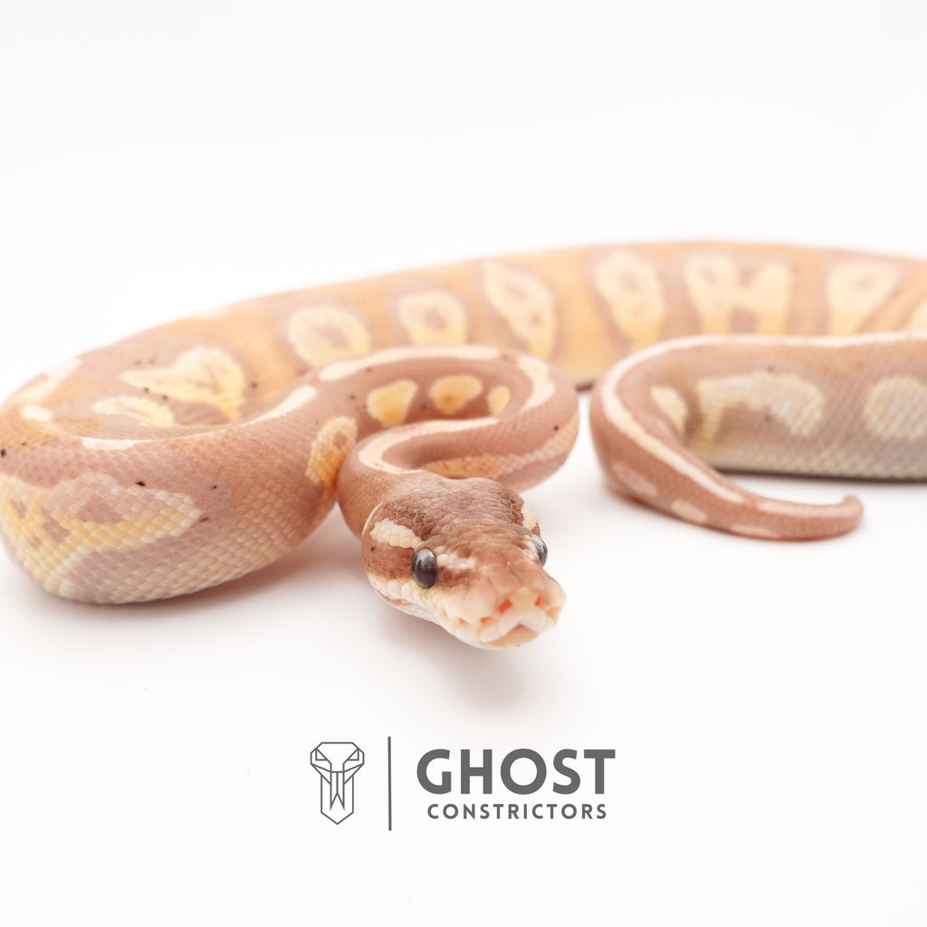 Banana Possible Blackhead Mystic Ball Python — Male, 2024 hatch, captive-bred by Ghost Constrictors