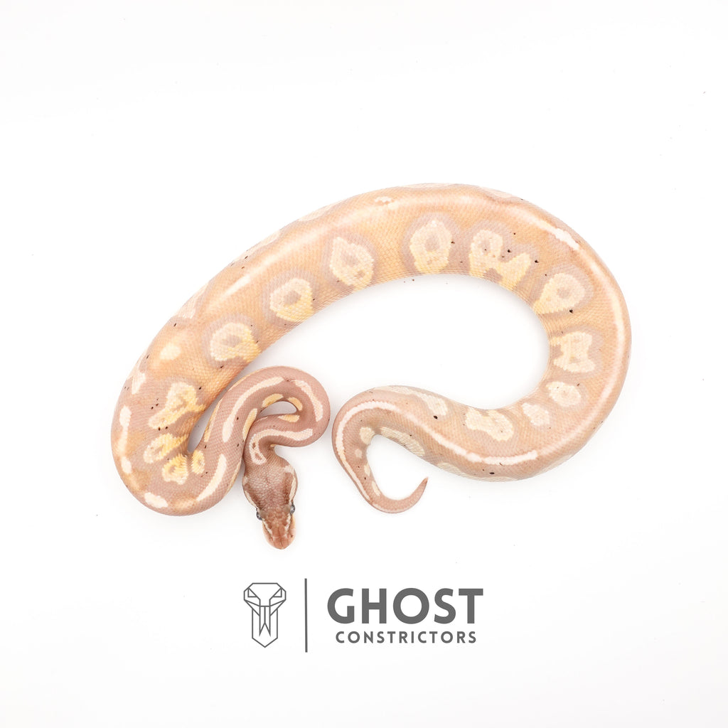 Banana Possible Blackhead Mystic Ball Python — Male, 2024 hatch, captive-bred by Ghost Constrictors