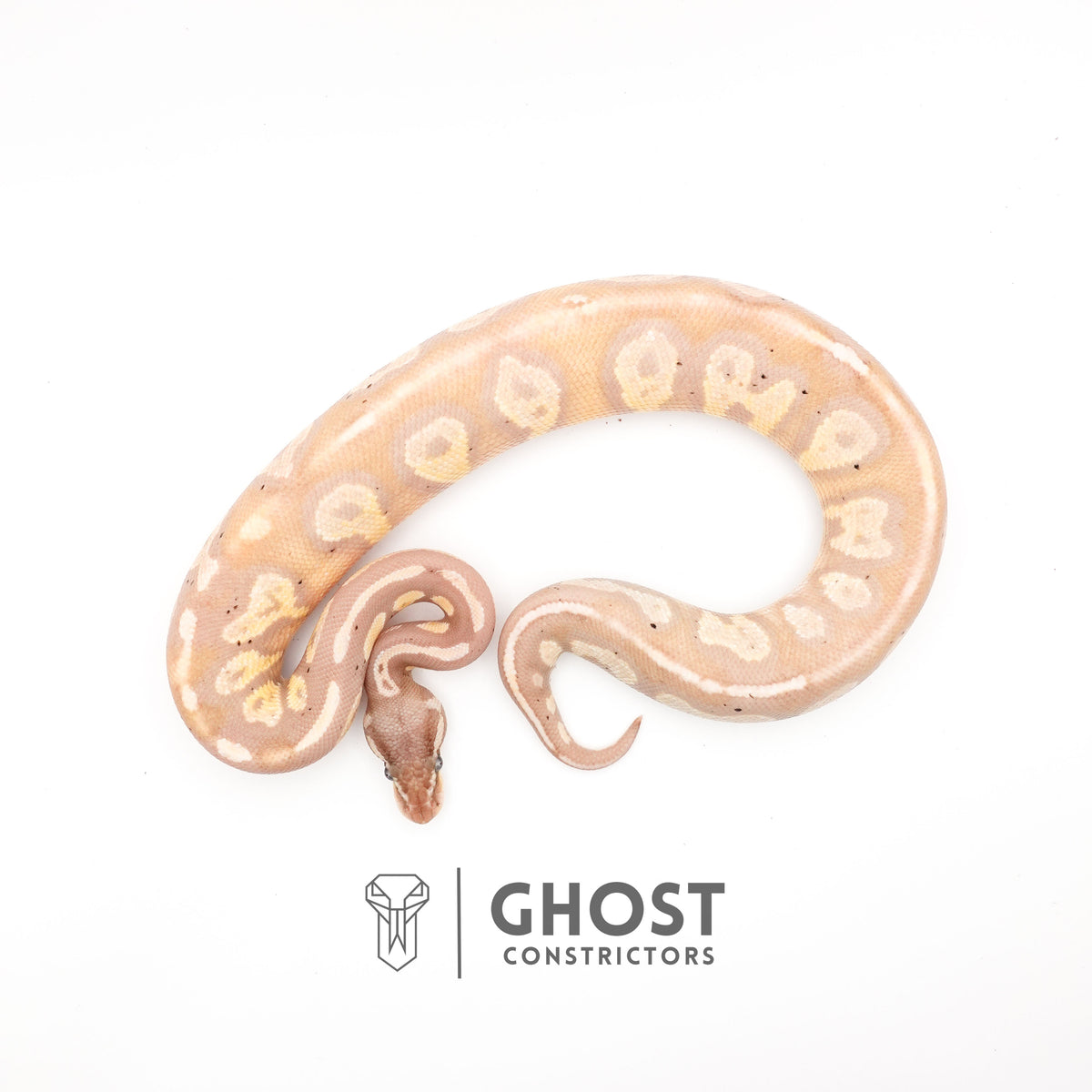 Banana Possible Blackhead Mystic Ball Python — Male, 2024 hatch, captive-bred by Ghost Constrictors