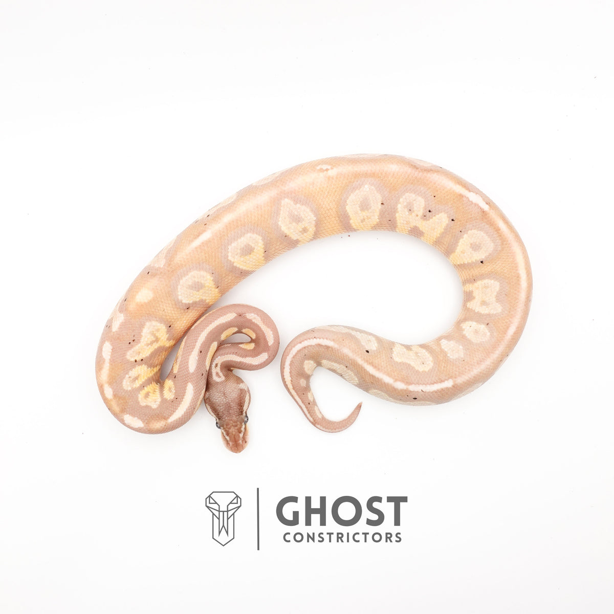 Banana Possible Blackhead Mystic Ball Python — Male, 2024 hatch, captive-bred by Ghost Constrictors