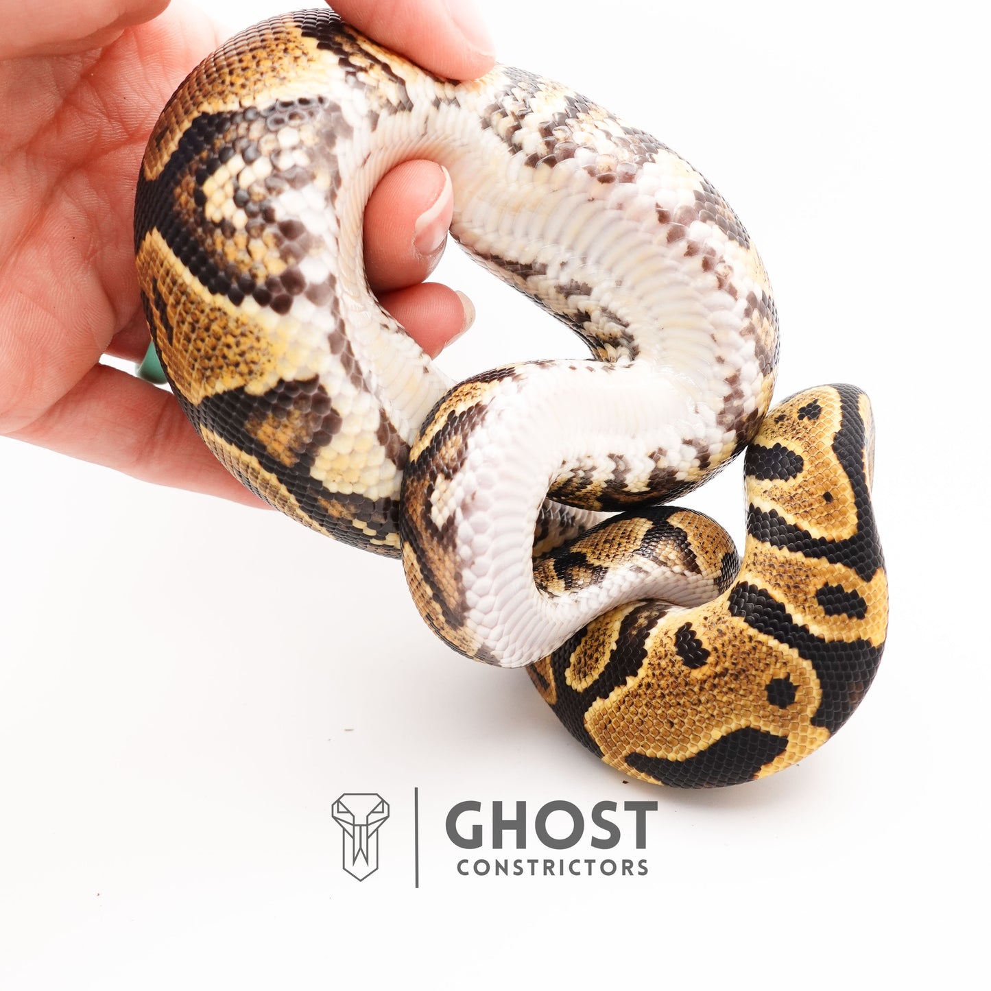 Leopard Yellow Belly Het Clown Ball Python