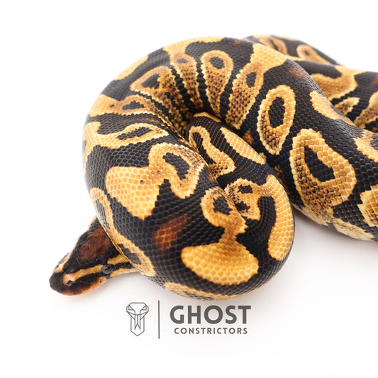 Leopard Yellow Belly Het Clown Ball Python