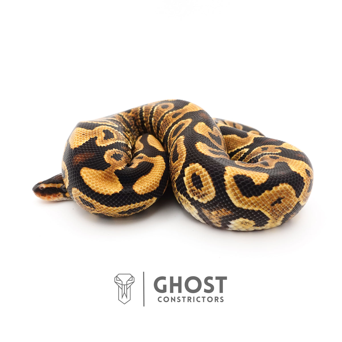 Leopard Yellow Belly Het Clown Ball Python — Male, 2024 hatch, captive-bred by Ghost Constrictors