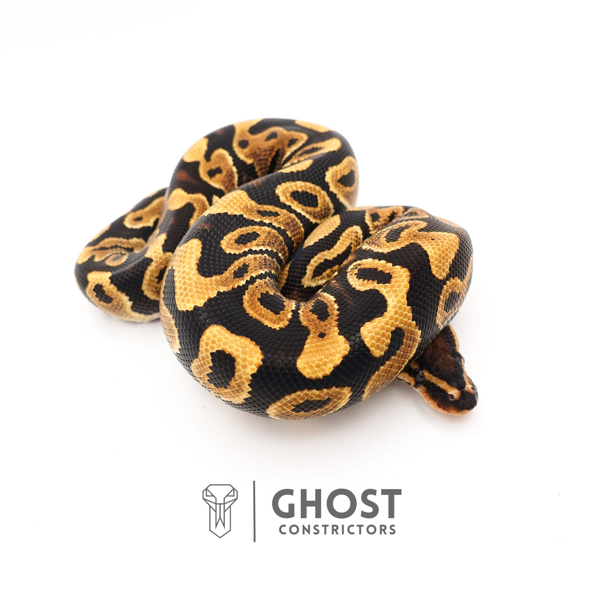 Leopard Yellow Belly Het Clown Ball Python — Male, 2024 hatch, captive-bred by Ghost Constrictors