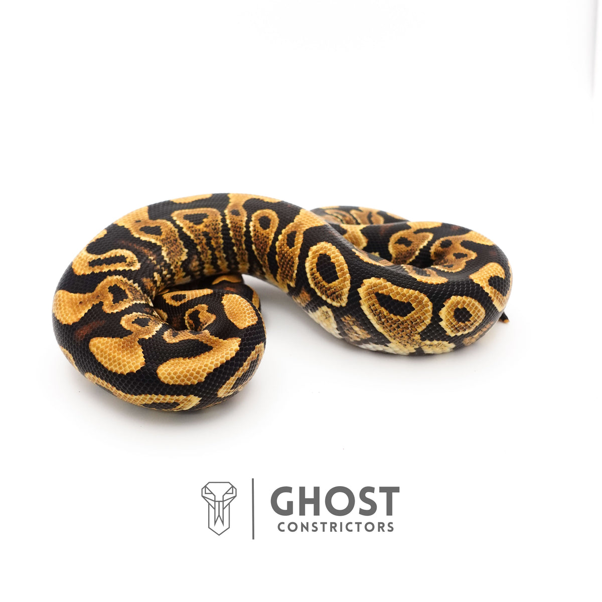 Leopard Yellow Belly Het Clown Ball Python — Male, 2024 hatch, captive-bred by Ghost Constrictors