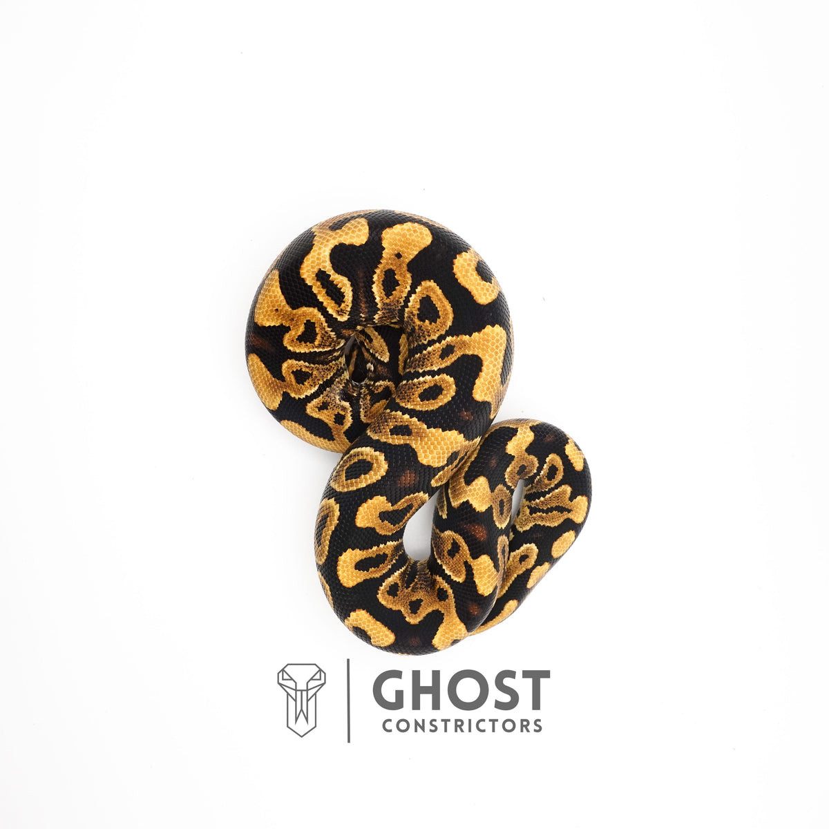 Leopard Yellow Belly Het Clown Ball Python — Male, 2024 hatch, captive-bred by Ghost Constrictors