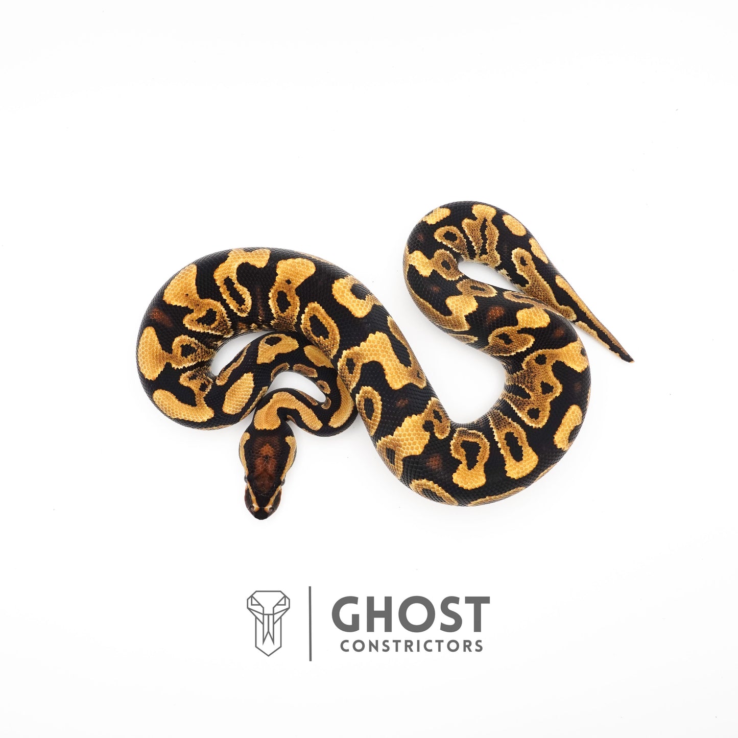 Leopard Yellow Belly Het Clown Ball Python