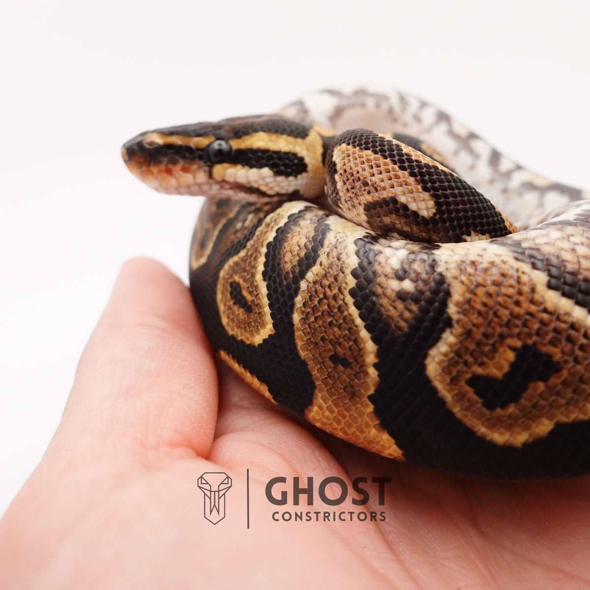 Het Clown Yellowbelly Ball Python for Sale — Male, 2024 hatch, captive-bred by Ghost Constrictors