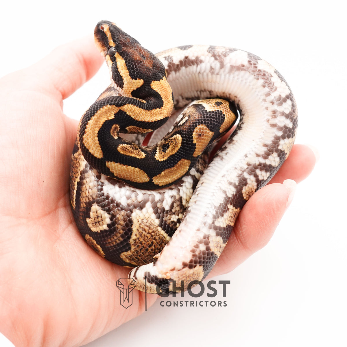 Het Clown Yellowbelly Ball Python for Sale — Male, 2024 hatch, captive-bred by Ghost Constrictors