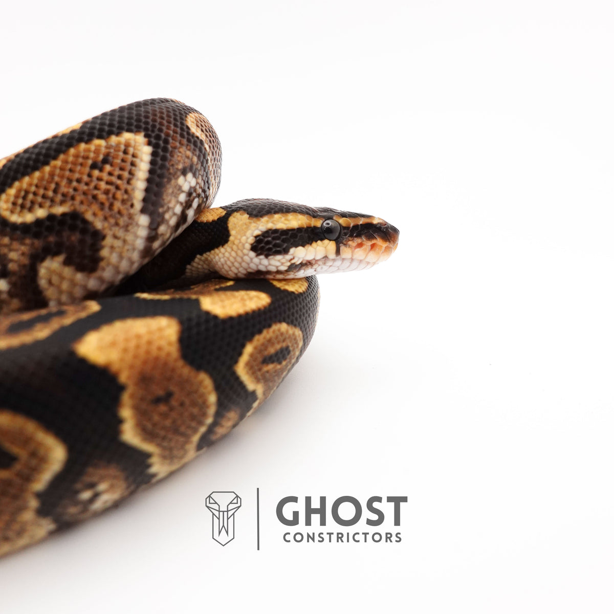 Het Clown Yellowbelly Ball Python for Sale — Male, 2024 hatch, captive-bred by Ghost Constrictors