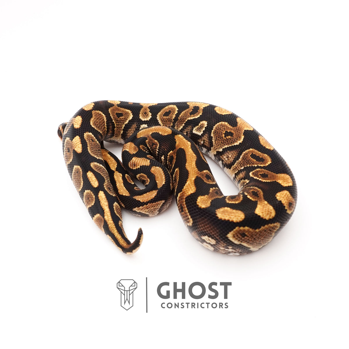 Het Clown Yellowbelly Ball Python for Sale — Male, 2024 hatch, captive-bred by Ghost Constrictors