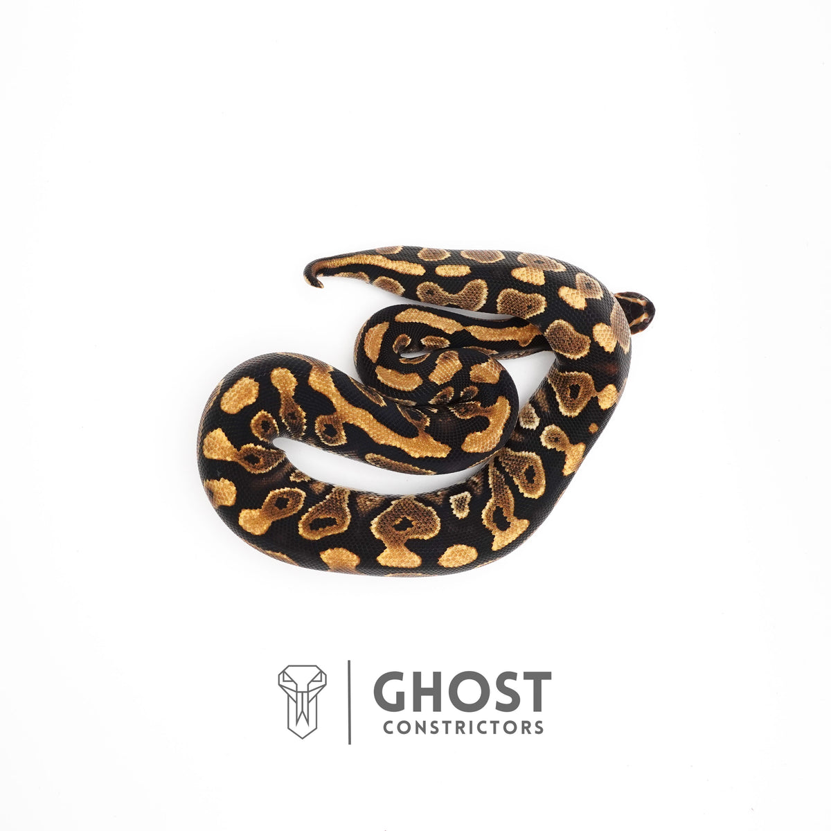 Het Clown Yellowbelly Ball Python for Sale — Male, 2024 hatch, captive-bred by Ghost Constrictors
