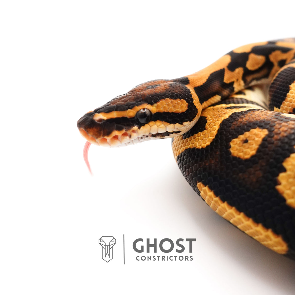 Yellow Belly Het Clown Leopard Ball Python for Sale — Male, 2024 hatch, captive-bred by Ghost Constrictors