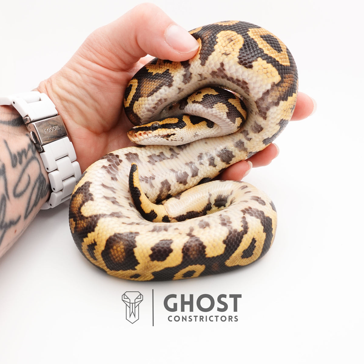 Yellow Belly Het Clown Leopard Ball Python for Sale — Male, 2024 hatch, captive-bred by Ghost Constrictors