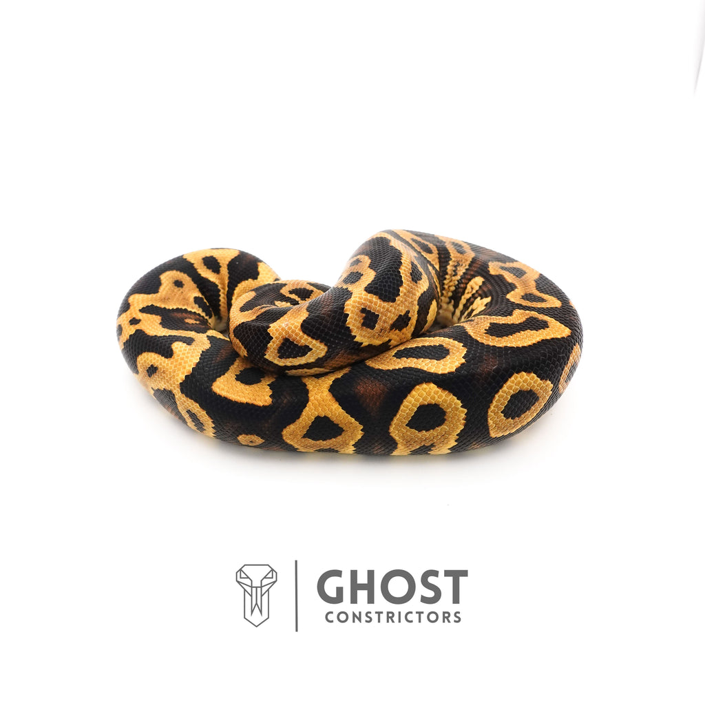 Yellow Belly Het Clown Leopard Ball Python for Sale — Male, 2024 hatch, captive-bred by Ghost Constrictors