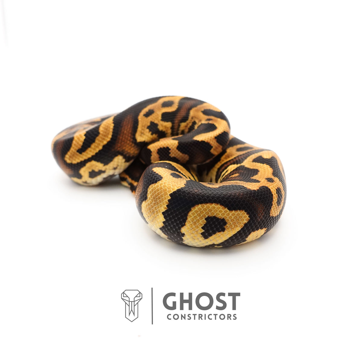 Yellow Belly Het Clown Leopard Ball Python for Sale — Male, 2024 hatch, captive-bred by Ghost Constrictors
