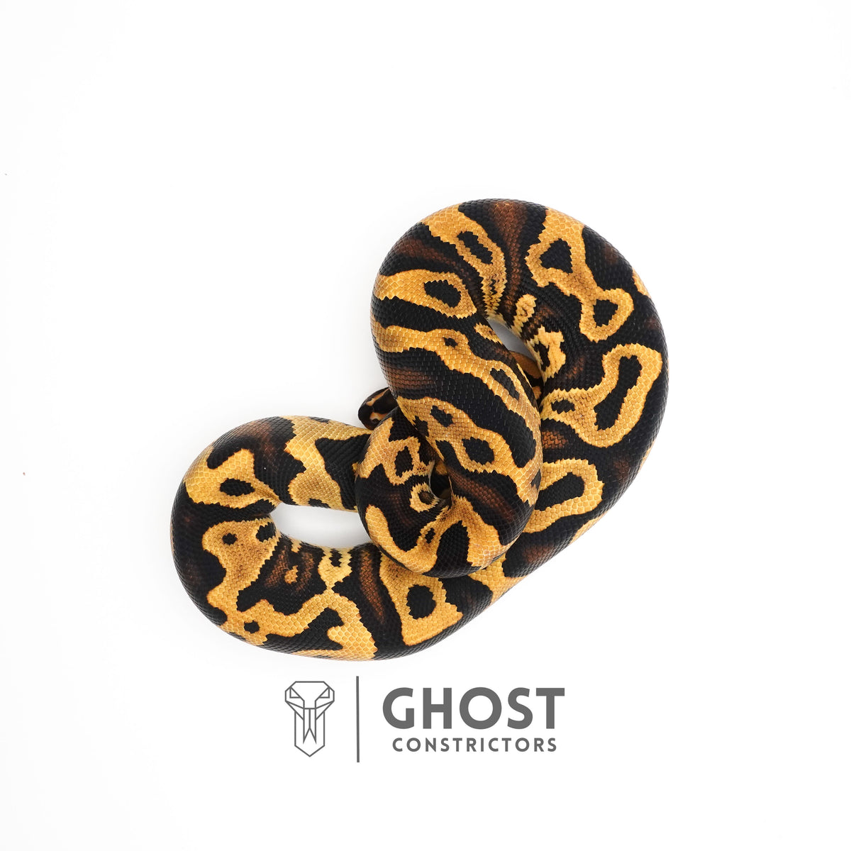 Yellow Belly Het Clown Leopard Ball Python for Sale — Male, 2024 hatch, captive-bred by Ghost Constrictors