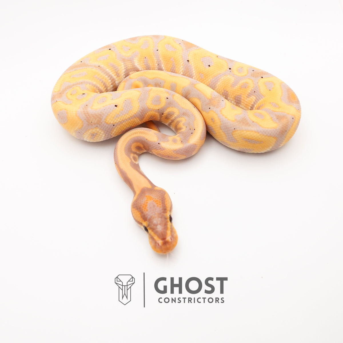 Het Clown Leopard Banana Ball Python for Sale — Male, 2024 hatch, captive-bred by Ghost Constrictors