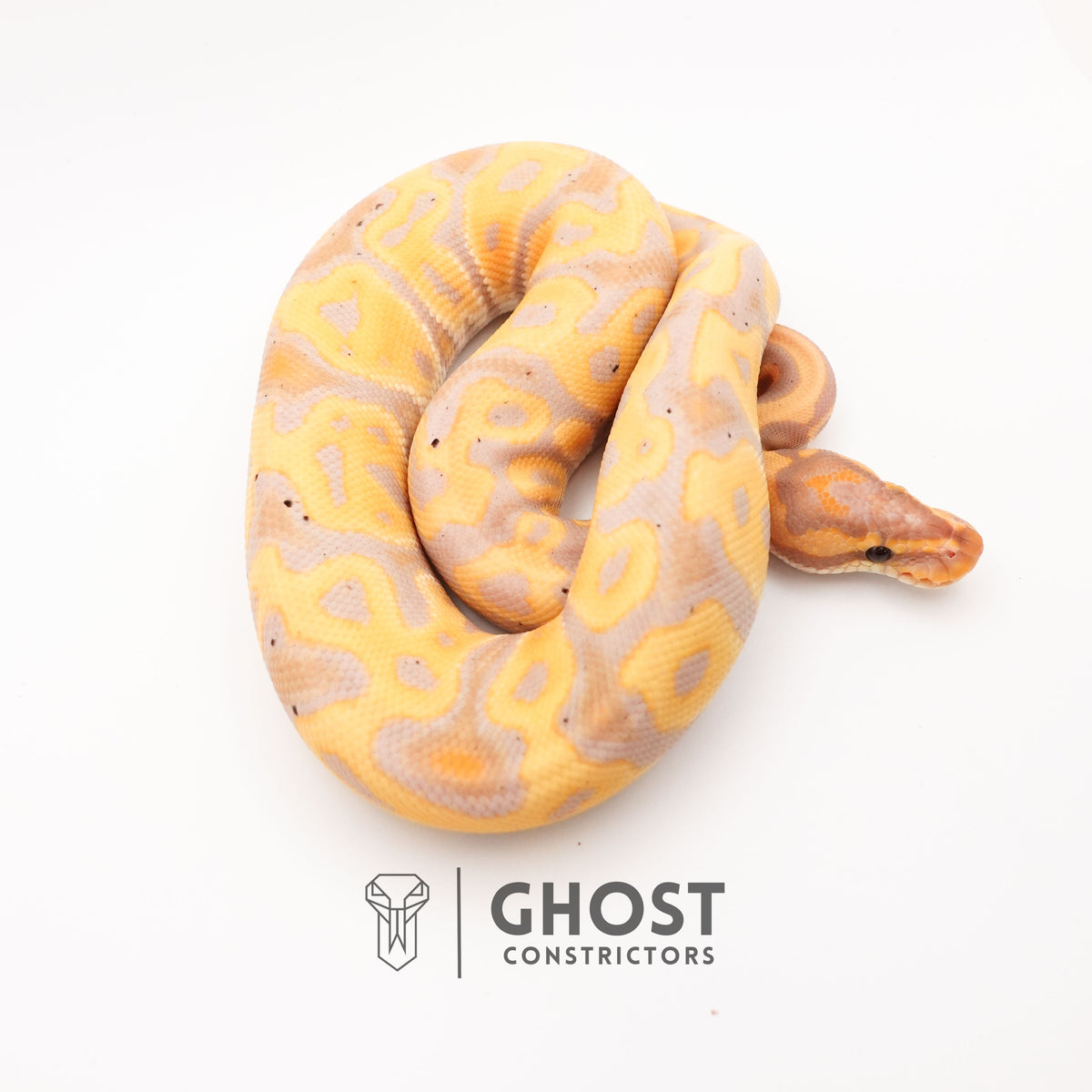 Het Clown Leopard Banana Ball Python for Sale — Male, 2024 hatch, captive-bred by Ghost Constrictors
