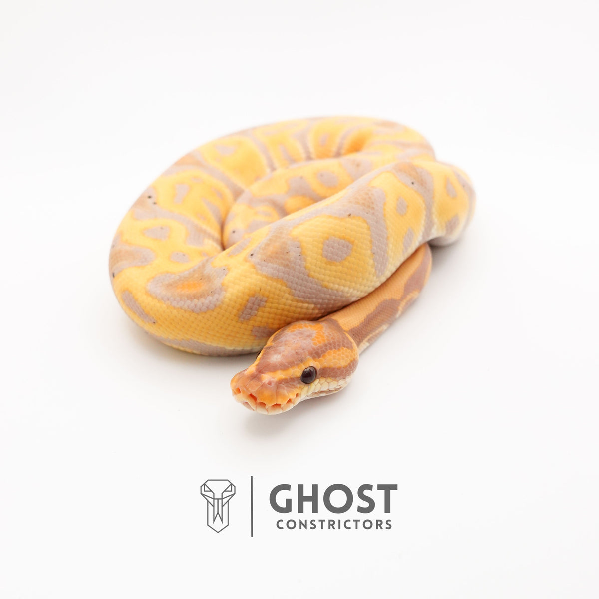 Het Clown Leopard Banana Ball Python for Sale — Male, 2024 hatch, captive-bred by Ghost Constrictors