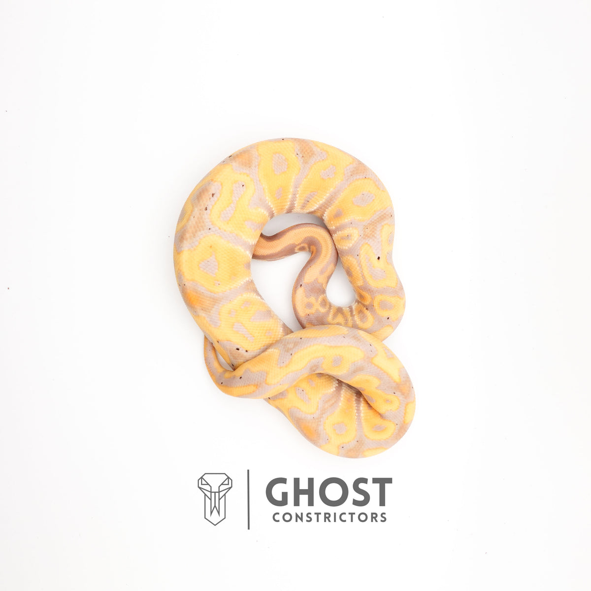Het Clown Leopard Banana Ball Python for Sale — Male, 2024 hatch, captive-bred by Ghost Constrictors